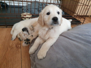 Foto №2 zu Ankündigung № 123276 zu verkaufen golden retriever - einkaufen Deutschland quotient 	ankündigung, züchter