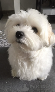 Foto №2 zu Ankündigung № 132991 zu verkaufen malteser - einkaufen USA 