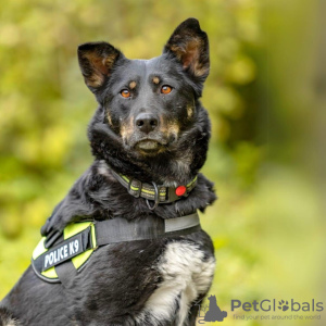 Foto №2 zu Ankündigung № 91759 zu verkaufen mischlingshund - einkaufen Russische Föderation quotient 	ankündigung