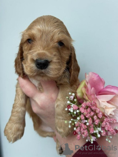 Foto №3. Cocker Spaniels Anzegen. Deutschland