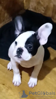 Foto №3. Französische Bulldogge verhandelt. Polen