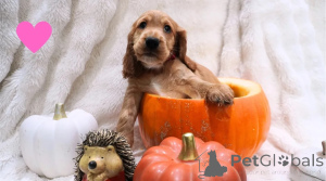 Foto №1. amerikanischer cocker spaniel - zum Verkauf in der Stadt Böten-on-Remes | 350€ | Ankündigung № 178862