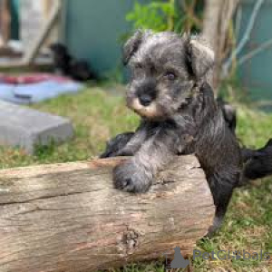 Foto №1. schnauzer - zum Verkauf in der Stadt Helsinki | 700€ | Ankündigung № 169506