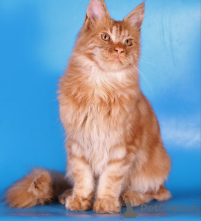 Foto №3. Maine-Coon-Katze 6 Monate. Russische Föderation