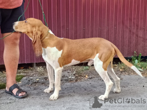 Foto №1. schweizer laufhund - zum Verkauf in der Stadt Khmelnitsky | 750€ | Ankündigung № 116346