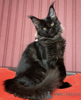 Foto №1. maine-coon-katze - zum Verkauf in der Stadt Achaern | 950€ | Ankündigung № 161419