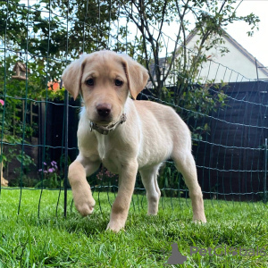 Foto №1. labrador retriever - zum Verkauf in der Stadt Berlin | Frei | Ankündigung № 125261