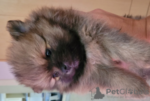 Foto №2 zu Ankündigung № 53541 zu verkaufen german spitz - einkaufen Türkei quotient 	ankündigung