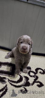 Foto №3. Silver labradors. Serbien