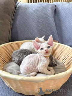 Foto №1. devon rex - zum Verkauf in der Stadt Bensheim | verhandelt | Ankündigung № 170318