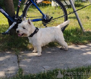 Foto №1. west highland white terrier - zum Verkauf in der Stadt Belgrad | verhandelt | Ankündigung № 76292
