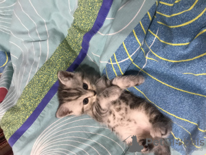 Foto №2 zu Ankündigung № 52571 zu verkaufen schottische faltohrkatze - einkaufen Russische Föderation quotient 	ankündigung