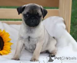 Foto №3. Mopspuppy's te koop. Belgien