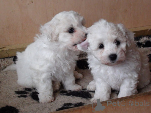 Foto №1. bichon frisé - zum Verkauf in der Stadt Delsbo | 600€ | Ankündigung № 168185