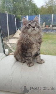 Foto №1. maine-coon-katze - zum Verkauf in der Stadt Rettenbach | 350€ | Ankündigung № 151869