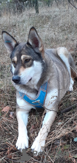 Foto №4. Ich werde verkaufen mischlingshund in der Stadt Wolgograd. quotient 	ankündigung - preis - Frei