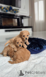 Foto №2 zu Ankündigung № 164614 zu verkaufen malteser - einkaufen Niederlande züchter