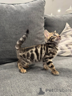 Foto №2 zu Ankündigung № 152779 zu verkaufen bengal katzenrasse - einkaufen Frankreich quotient 	ankündigung
