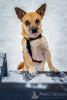 Zusätzliche Fotos: Der kleine Hund Suri ist in guten Händen.