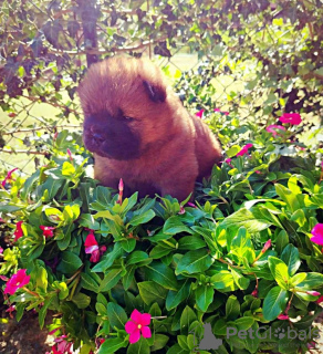 Foto №4. Ich werde verkaufen chow-chow in der Stadt Aleksinac. züchter - preis - verhandelt