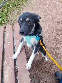 Foto №1. mischlingshund - zum Verkauf in der Stadt St. Petersburg | Frei | Ankündigung № 159495