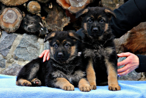 Foto №1. deutscher schäferhund - zum Verkauf in der Stadt Kiew | 366€ | Ankündigung № 4940