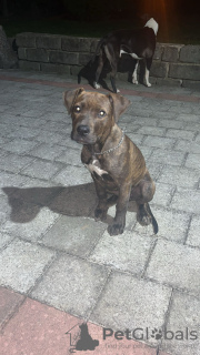 Foto №4. Ich werde verkaufen american bully in der Stadt Belgrad. züchter - preis - 1200€