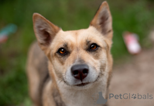 Foto №4. Ich werde verkaufen mischlingshund in der Stadt Moskwa. quotient 	ankündigung - preis - Frei