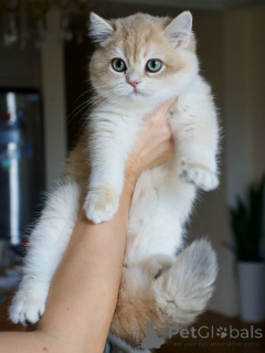 Foto №3. Lernen Sie Oliver kennen, charmant, gelassen und voller stiller Liebe. Der wahre. Island