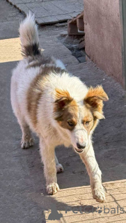 Foto №4. Ich werde verkaufen mischlingshund in der Stadt St. Petersburg. quotient 	ankündigung - preis - Frei