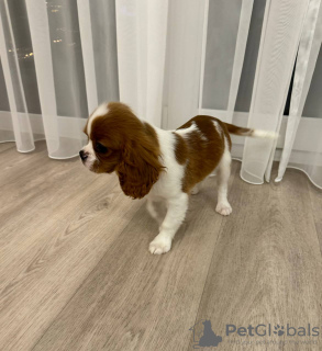 Foto №2 zu Ankündigung № 84262 zu verkaufen cavalier king charles spaniel - einkaufen Litauen quotient 	ankündigung