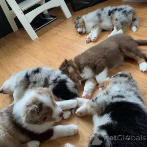 Foto №1. australian shepherd - zum Verkauf in der Stadt Berlin | Frei | Ankündigung № 160172