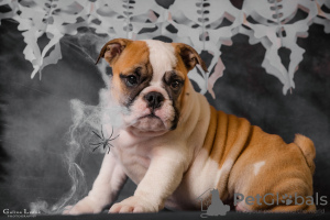 Foto №3. Englische Bulldoggenwelpen mit FCI-Dokumenten. Ukraine