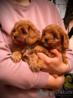 Foto №4. Ich werde verkaufen cavalier king charles spaniel in der Stadt Zrenjanin. züchter - preis - verhandelt