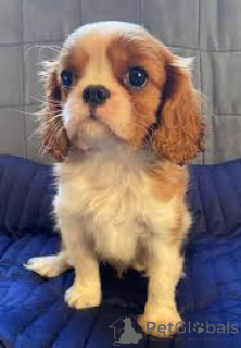 Foto №2 zu Ankündigung № 166115 zu verkaufen cavalier king charles spaniel - einkaufen Großbritannien quotient 	ankündigung, züchter