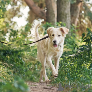 Foto №4. Ich werde verkaufen mischlingshund in der Stadt Moskwa. quotient 	ankündigung - preis - Frei