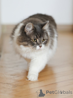 Foto №2 zu Ankündigung № 151212 zu verkaufen  - einkaufen Russische Föderation quotient 	ankündigung