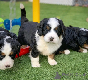 Foto №1. berner sennenhund - zum Verkauf in der Stadt Como | verhandelt | Ankündigung № 175500