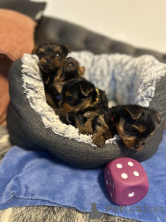 Foto №3. DICE YORKIE на пwor. USA