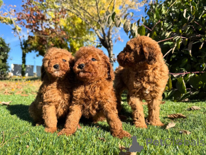 Foto №1. pudel (toy) - zum Verkauf in der Stadt Berlin | verhandelt | Ankündigung № 160830