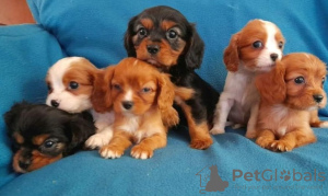 Foto №1. cavalier king charles spaniel - zum Verkauf in der Stadt Bucharest | 350€ | Ankündigung № 125736