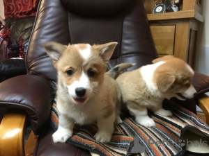 Foto №1.  - zum Verkauf in der Stadt Bellinzona | verhandelt | Ankündigung № 137480