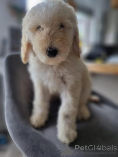 Foto №3. Bereit, jetzt zu gehen. Goldendoodle-Welpen. USA