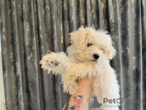 Foto №3. Baby-Bisonfrise. Rumänien