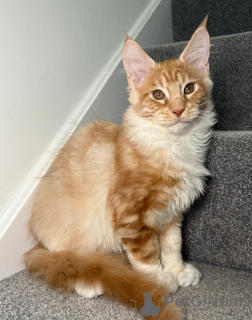 Foto №4. Ich werde verkaufen maine-coon-katze in der Stadt Augusta. quotient 	ankündigung - preis - verhandelt