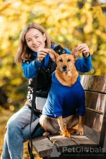 Foto №2 zu Ankündigung № 126889 zu verkaufen mischlingshund - einkaufen Russische Föderation quotient 	ankündigung, aus dem tierheim