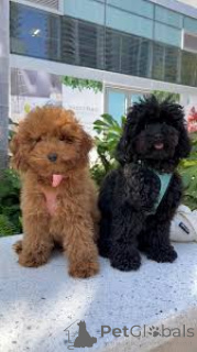 Foto №1. pudel (toy) - zum Verkauf in der Stadt Luxemburg | 1000€ | Ankündigung № 161575