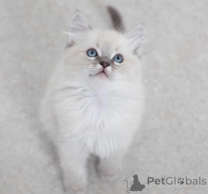 Foto №1. ragdoll-katze - zum Verkauf in der Stadt Mülheim-Kärlich | 350€ | Ankündigung № 150882