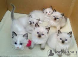 Foto №1.  - zum Verkauf in der Stadt Berlin | Frei | Ankündigung № 133429