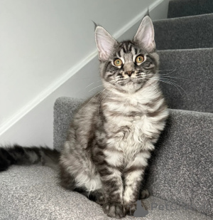 Foto №2 zu Ankündigung № 158078 zu verkaufen maine-coon-katze - einkaufen USA quotient 	ankündigung